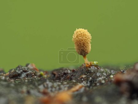 Photo for Close-up image of the yellow fruiting body of a golden apple slime mold (Arcyria pomiformis) emerging from a piece of rotten wood. This specimen was about 1 millimeter tall - Royalty Free Image