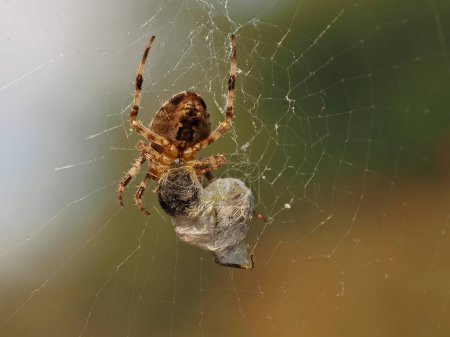 Téléchargez les photos : Female European garden spider or cross orb weaver spider, Araneus diadematus, that has trapped a bumble bee in its web and wrapped it in silk before feeding on it - en image libre de droit
