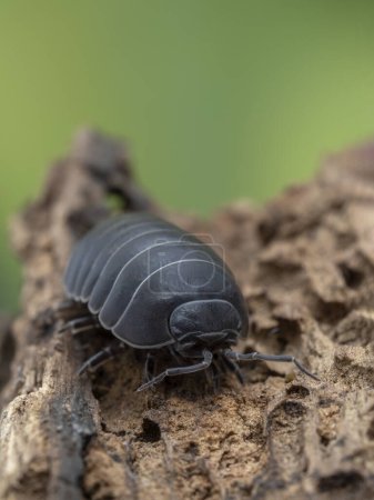 Téléchargez les photos : Vertical image of a darkly colored common pill-bug (Armadillidium vulgare) on rotted wood, facing the camera. This is the most scientifically studied species of terrestrial isopod - en image libre de droit