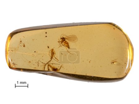 Téléchargez les photos : Piece of 99 million year old Burmese amber (burmite) containing a specimen of an extinct species of drain fly (Palaeoparasycorax suppus) - en image libre de droit
