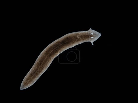 Photo for Darkfield image of a black planarian flatworm (Girardia dorotocephala) from a stream in Delta, British Columbia, Canada - Royalty Free Image