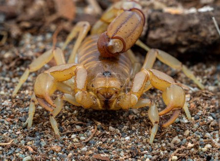 Téléchargez les photos : Close-up of an Arizona stripe-tailed scorpion, Paravaejovis spinigerus, facing the camera - en image libre de droit