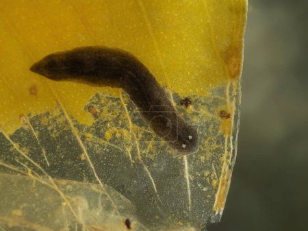 Téléchargez les photos : Black planarian flatworm (Girardia dorotocephala) from a stream in Delta, British Columbia, Canada, crawling across the dead leaf of an aquatic plant - en image libre de droit
