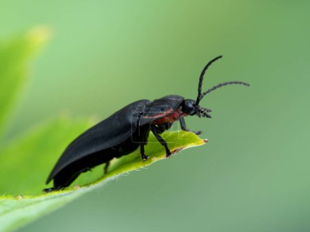 Téléchargez les photos : Side view of a striking black and red Pacific Northwest firefly (Ellychnia hatchi) crawling on a leaf - en image libre de droit