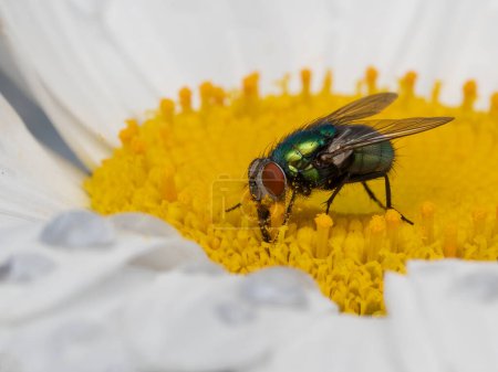 Photo for Colorful greenbottle blowfly (Lucilia sericata) feeding on pollen from a white and yellow daisy flower - Royalty Free Image