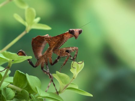 Téléchargez les photos : Mante-feuille morte femelle juvénile (Deroplatys desiccata) rampant sur une plante lorsqu'elle chasse des insectes proies - en image libre de droit
