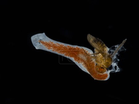 Téléchargez les photos : Image rétroéclairée du champ noir d'un ver plat planaire aquatique transparent (Girardia tigrina) se nourrissant d'une mouche des fruits morte (Drosophila hydei). Les trois branches de l'intestin sont clairement indiquées en rouge - en image libre de droit