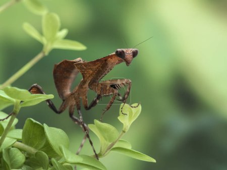 Téléchargez les photos : Mante-feuille morte femelle juvénile (Deroplatys desiccata) rampant sur une plante lorsqu'elle chasse des insectes proies - en image libre de droit