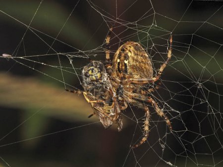 Téléchargez les photos : Araignée tisseuse d'orbe croisée femelle (Araneus diadematus) se nourrissant d'une guêpe à veste jaune allemande (Vespula germanica) qu'elle a piégée dans sa toile - en image libre de droit