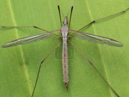 Photo for Close-up of the body of an invasive European crane fly (Tipula paludosa) on a green leaf in Ladner, British Columbia, Canada - Royalty Free Image