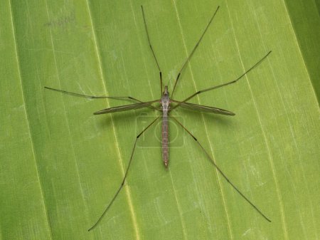 Photo for Dorsal view of a European crane fly (Tipula paludosa) on agreen leaf in Ladner, British Columbia, Canada. This species has been introduced to North America - Royalty Free Image