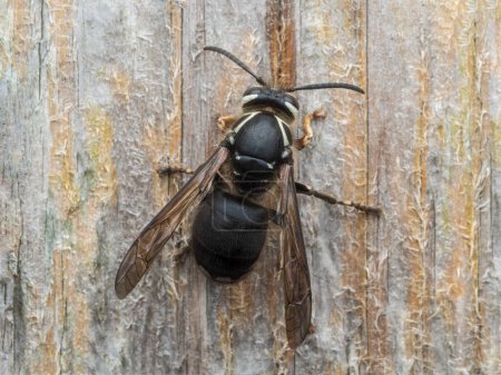 Photo for Dorsal view of a bald faced hornet (Dolichovespula maculata) resting on a wooden fence - Royalty Free Image