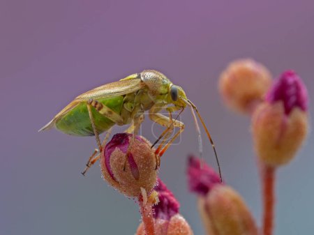 Photo for Side view of a  of a green Western tarnished plant bug (Lygus hesperus) using its long proboscus to probe the surface of a flower bud - Royalty Free Image