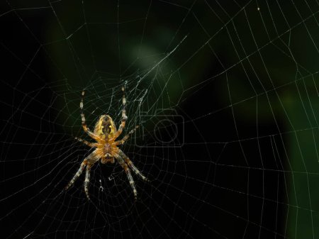 Téléchargez les photos : Araignée araignée (Araneus diadematus) femelle subadulte qui rôde dans sa toile en attendant d'attraper un insecte - en image libre de droit