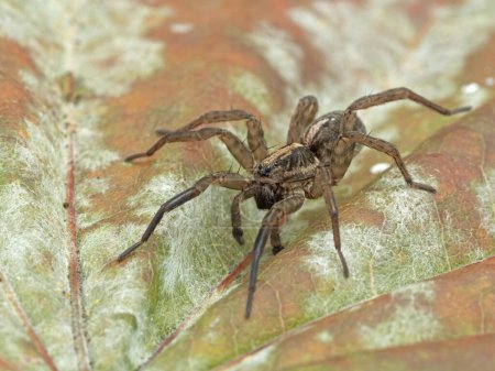 Photo for Pretty wolf spider (Alopecosa aculeata) crawling across a dead leaf - Royalty Free Image