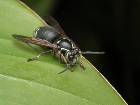 Photo for 3/4 view of a bald faced hornet, Dolichovespula maculata, facing downwards while perched on the edge of a large green leaf - Royalty Free Image