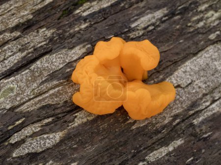 Photo for Beautiful orange jelly fungus (Dacrymyces chrysospermus) growing on the decaying wood of a dead conifer tree trunk - Royalty Free Image