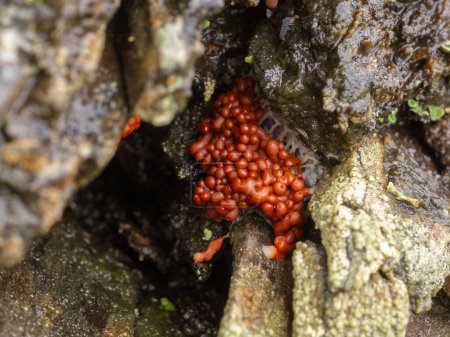 Photo for Close-up image of the fruiting body of a red slime mould or slime mold (Arcyria species) formed in a crevice in a rotting log - Royalty Free Image