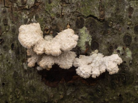 Photo for Split-gill mushrooms (Schizophyllum commune) growing on rotting wood - Royalty Free Image