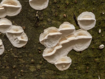 Photo for A group of white fragrant fungi  (Trametes suaveolens) growing on the bark of a living deciduous tree - Royalty Free Image
