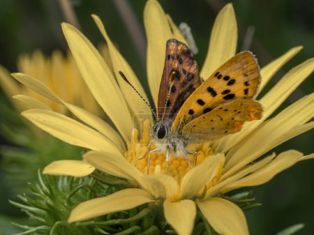 Téléchargez les photos : Joli papillon cuivré violacé (Lycaena helloides) perché sur la fleur jaune d'une gomme de Puget Sound (Grindelia integrifolia) dans le marais salé de Boundary Bay - en image libre de droit