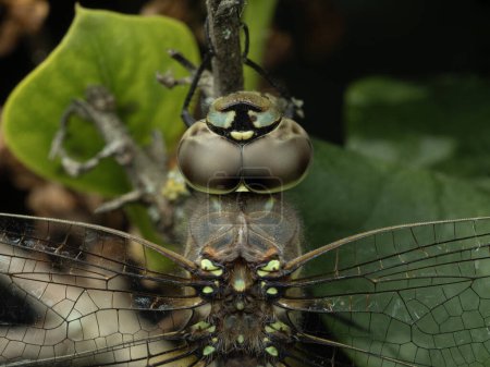 Close-up of a female shadow darner dragonfly (Aeshna umbrosa) from above. Delta, British Columbia, Canada