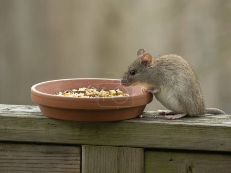 greyish brown colored black ship rat (Rattus rattus) sitting on a wooden railing surveying the seeds offered in a birds feeder