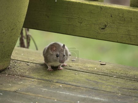 greyish brown colored black ship rat (Rattus rattus) lurking under the railing of a wooden deck