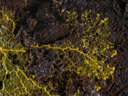 Photo for An orange-colored plasmodium of a slime mold (Badhamia utricularis) speading out across a piece of rotting wood - Royalty Free Image
