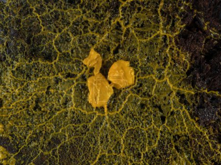 el plasmodium de color naranja de un moho viscoso (Badhamia utricularis) que sale de la avena laminada de la que se alimenta