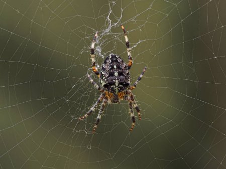 Téléchargez les photos : Grande araignée tisseuse d'orbe croisée (Araneus diadematus) femelle colorée assise dans sa toile - en image libre de droit