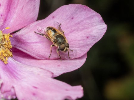 Male European drone fly (Eristalis arbustorum) resting on a pink geranium flower