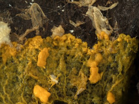 the orange-colored plasmodium of a slime mold (Badhamia utricularis) slowly speading over and feeding on rolled oats 