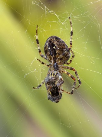 Téléchargez les photos : Araignée araignée (Araneus diadematus) femelle rétro-éclairée se nourrissant d'une guêpe veste jaune (Vespula species) qu'elle a attrapée dans sa toile - en image libre de droit