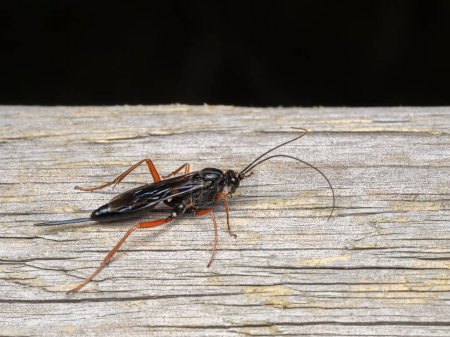 A beautiful red-legged ichneumon wasps, Buathra laborator, resting on weathered wood