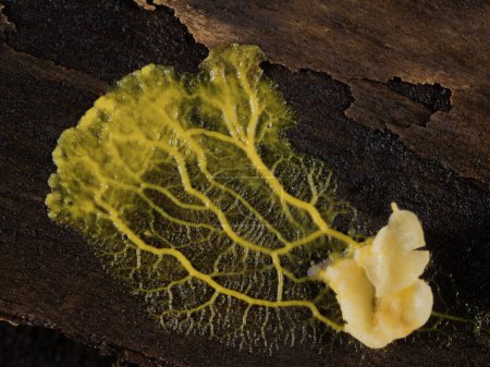 Photo for Yellow plasmodium of a slime mold (Badhamia utricularis) speading away from rolled oats it had been feeding on - Royalty Free Image