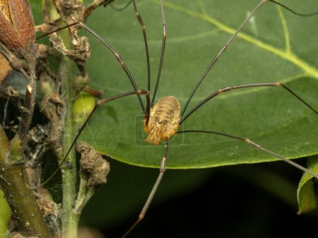 Photo for 3/4 view of a specimen of Canestrini's harvestman, Opilio canestrinii, clambering over a plant - Royalty Free Image