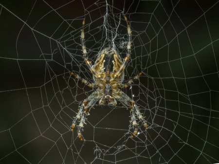Téléchargez les photos : Dessous d'une jolie araignée tisseuse d'orbe croisée (Araneus diadematus) au milieu de sa toile - en image libre de droit