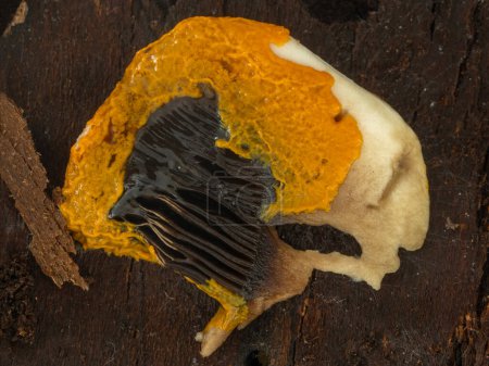 bright orange plasmodium of a slime mold (Badhamia utricularis) spreading over a piece of mushroom to feed