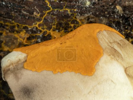 plasmodium of an orange slime mold (Badhamia utricularis) spreading across and feeding on a piece of mushroom