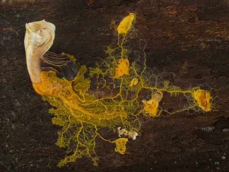 plasmodium de moisissure visqueuse (Badhamia utricularis) en réseau pour se nourrir d'avoine roulée et d'un morceau de champignon