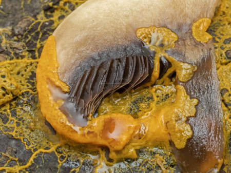 bright orange plasmodium of a slime mold (Badhamia utricularis) feeding on a slice of mushroom 