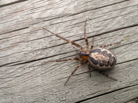 mature female missing sector orb weaver spider (Zygiella x-notata) crawling on a weathered fence board