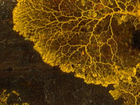 plasmodium of a slime mold (Badhamia utricularis) spreading in a wave across a piece of rotting wood