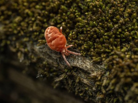 Eine winzige rote Samtmilbe, Trombidiidae-Art, kriecht auf einem moosbedeckten Baumstamm in der Salzwiese Boundary Bay