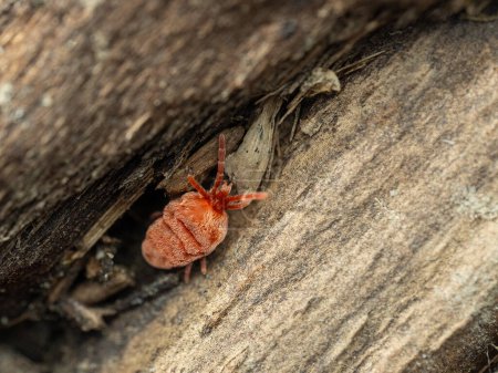Bonito ácaro de terciopelo rojo, especie Trombidiidae, arrastrándose sobre un tronco podrido