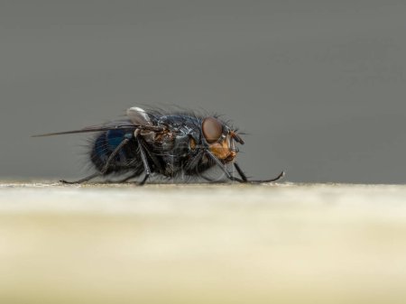 Vista lateral de una mosca común o mosca botella (Calliphora vicina) mientras descansa sobre una barandilla de madera y muestra las mejillas naranjas características de la especie