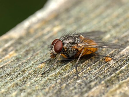 Colorful phaonid fly (Phaonia species) with large red eyes resting on a piece of weathered wooden