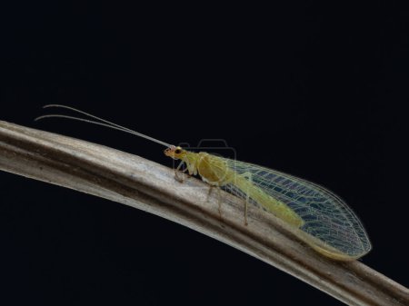 Photo for Darkfield image of a green lacewing, family Chrysopidae, on a plant stem, isolated - Royalty Free Image
