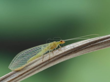 Photo for Side view of a pretty green lacewing, family Chrysopidae, perched on a branch - Royalty Free Image